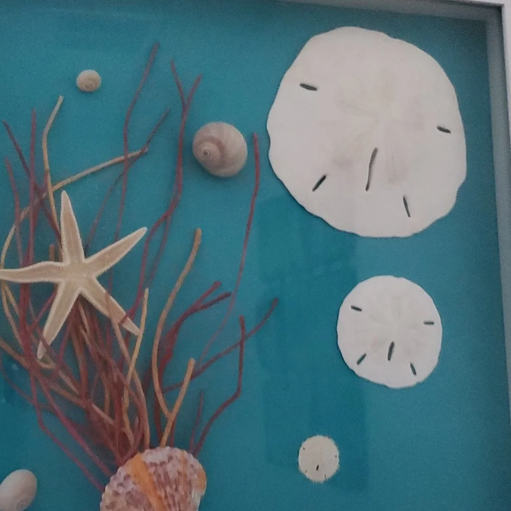 Shell, coral, star fish no973 - Picture 3 of 3